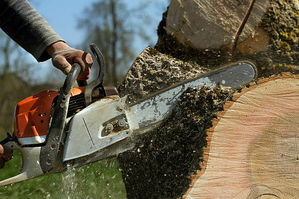 Best Stump Grinding Near Me  in Crestline, CA